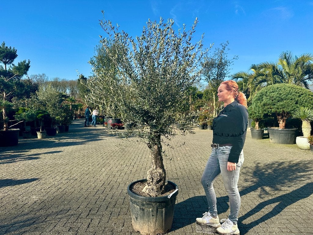 Olijfboom - Olijfbomen 50/70 cm stamomtrek met grillige stam, Ophalen of Verzenden, 100 tot 250 cm, Olijfboom, Zomer