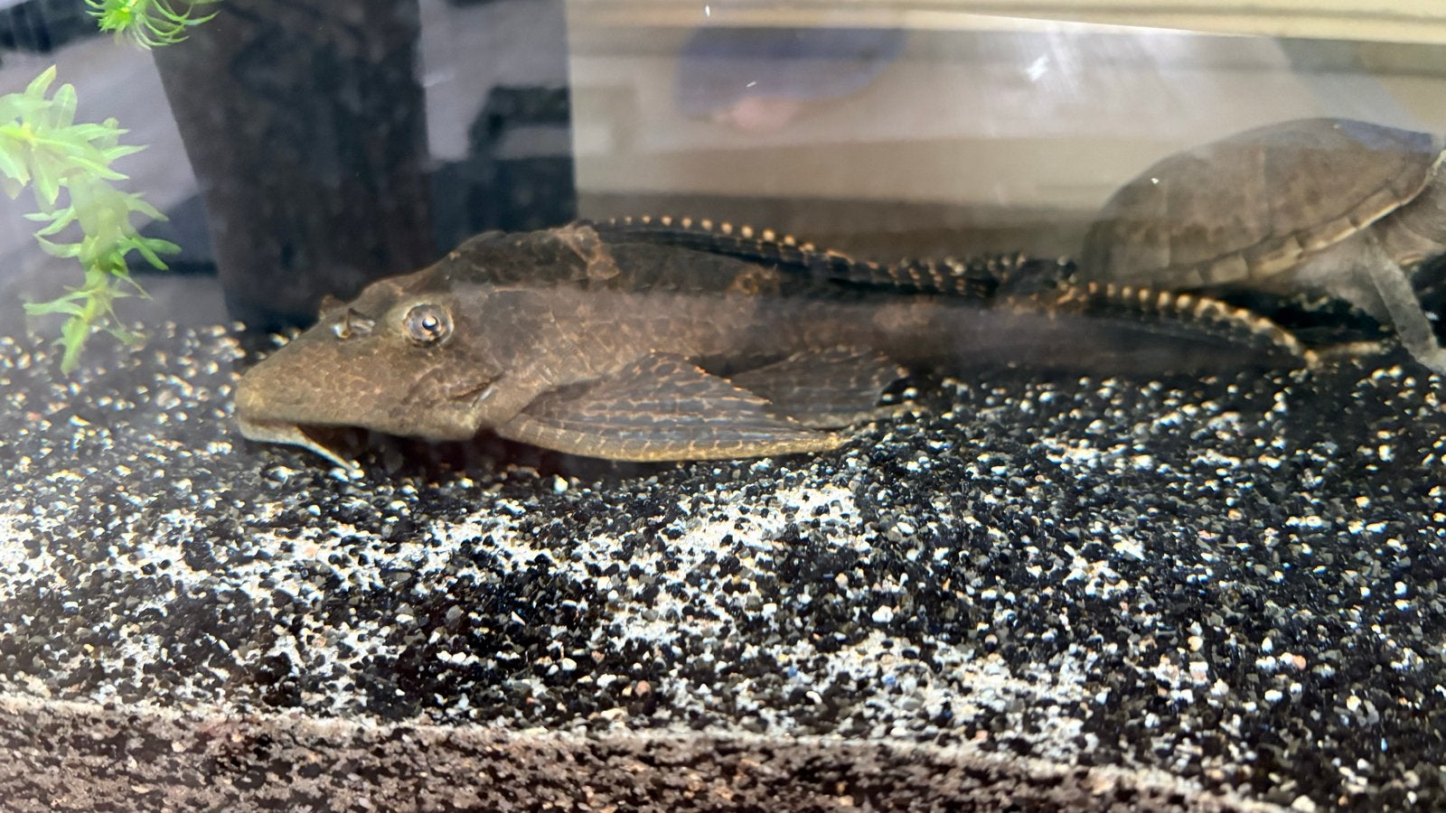 Grote zeilvin pleco / algeneter, Vis