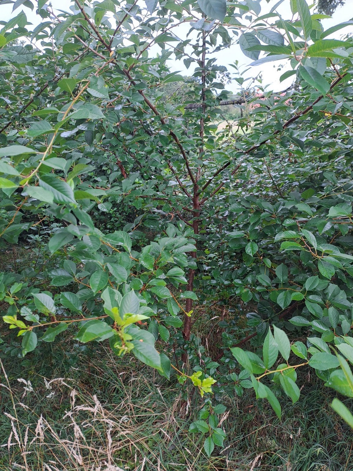 Wilde kersenboompjes, Ophalen, Overige soorten, Minder dan 100 cm