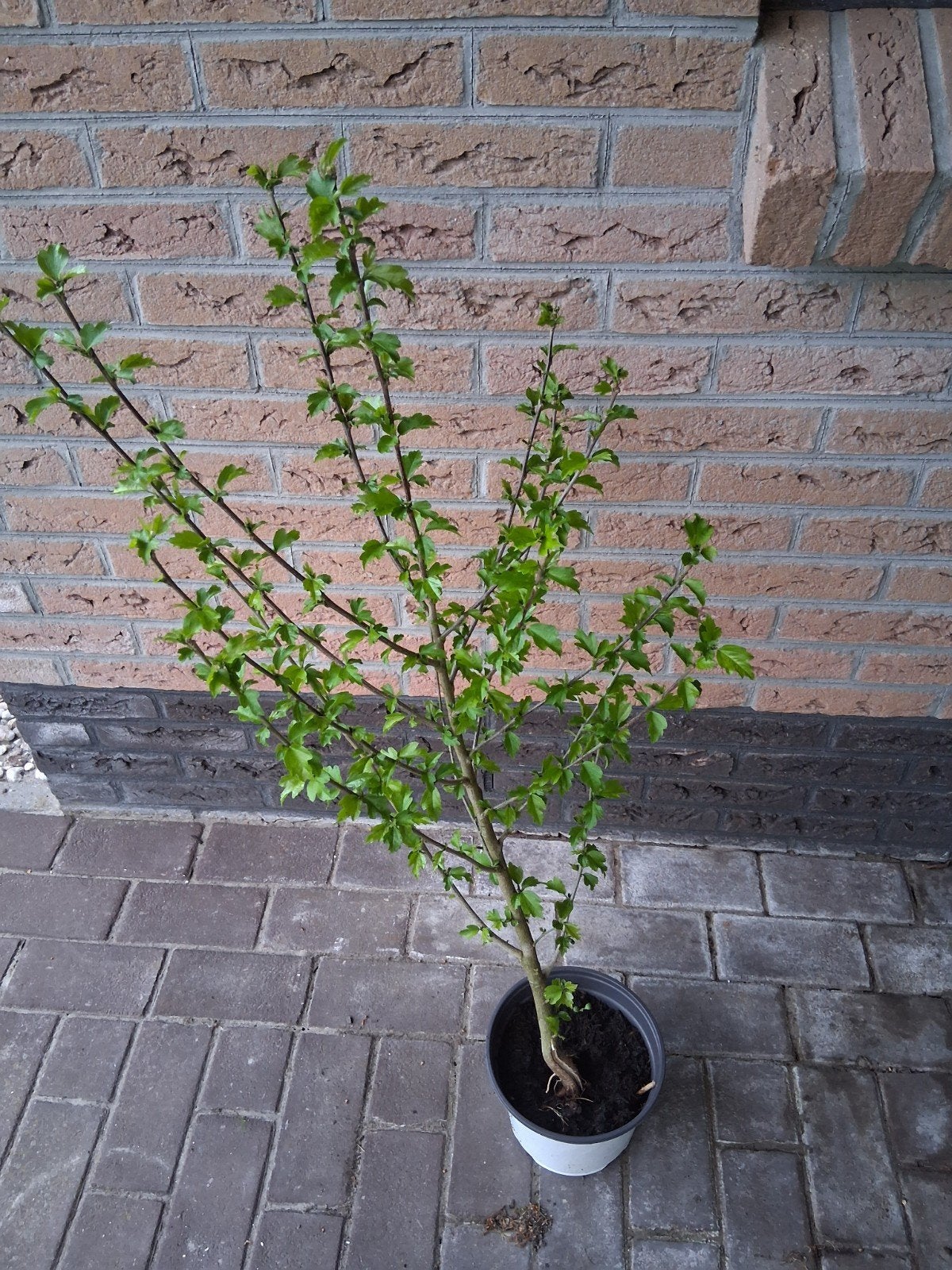 Hibiscus struik - roze of wit, Tuin en Terras, Volle zon, Vaste plant, Zomer, Ophalen
