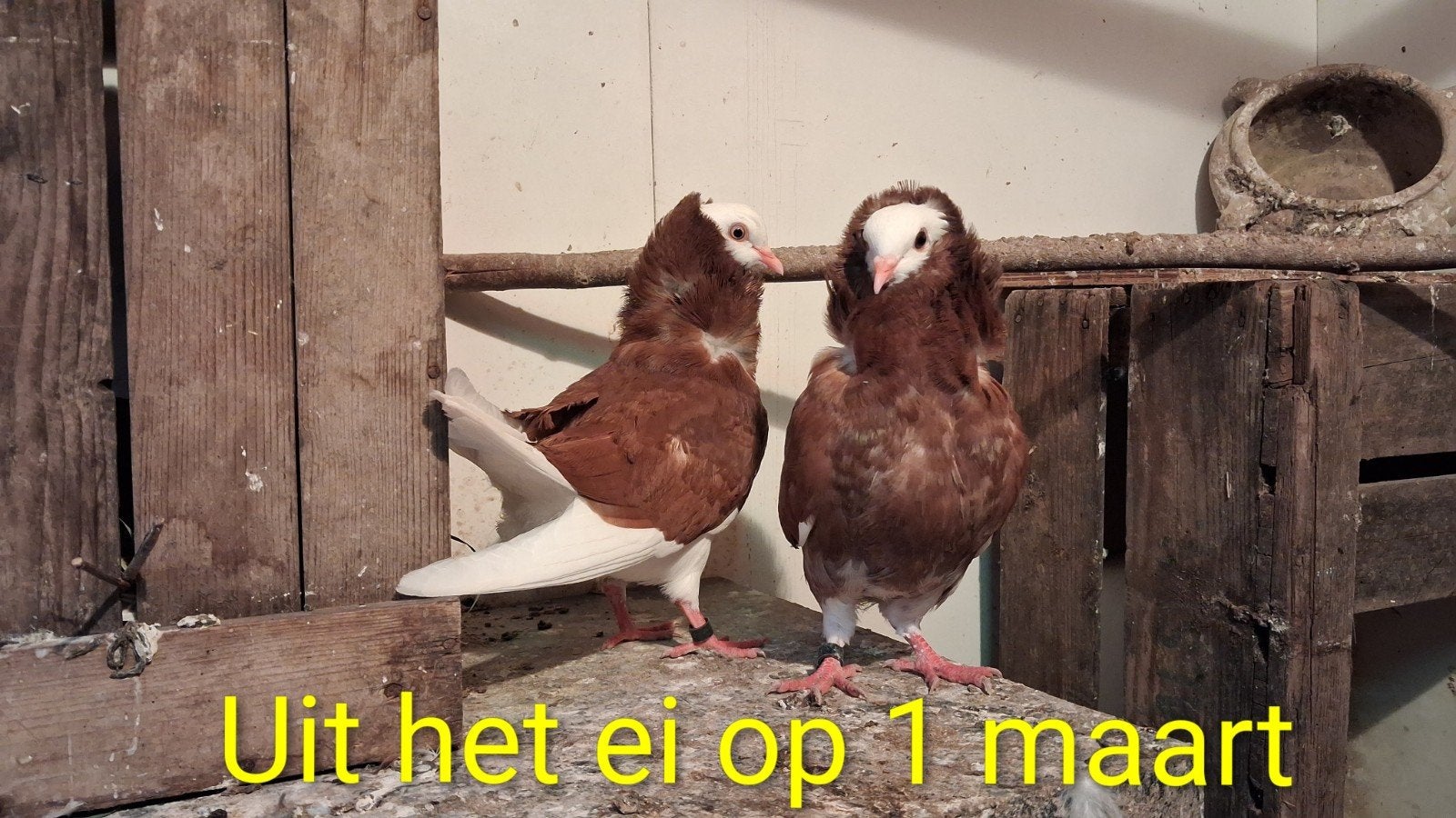 Jonge Kapucijner duiven 2 koppeltjes te koop!, Meerdere dieren, Overige soorten