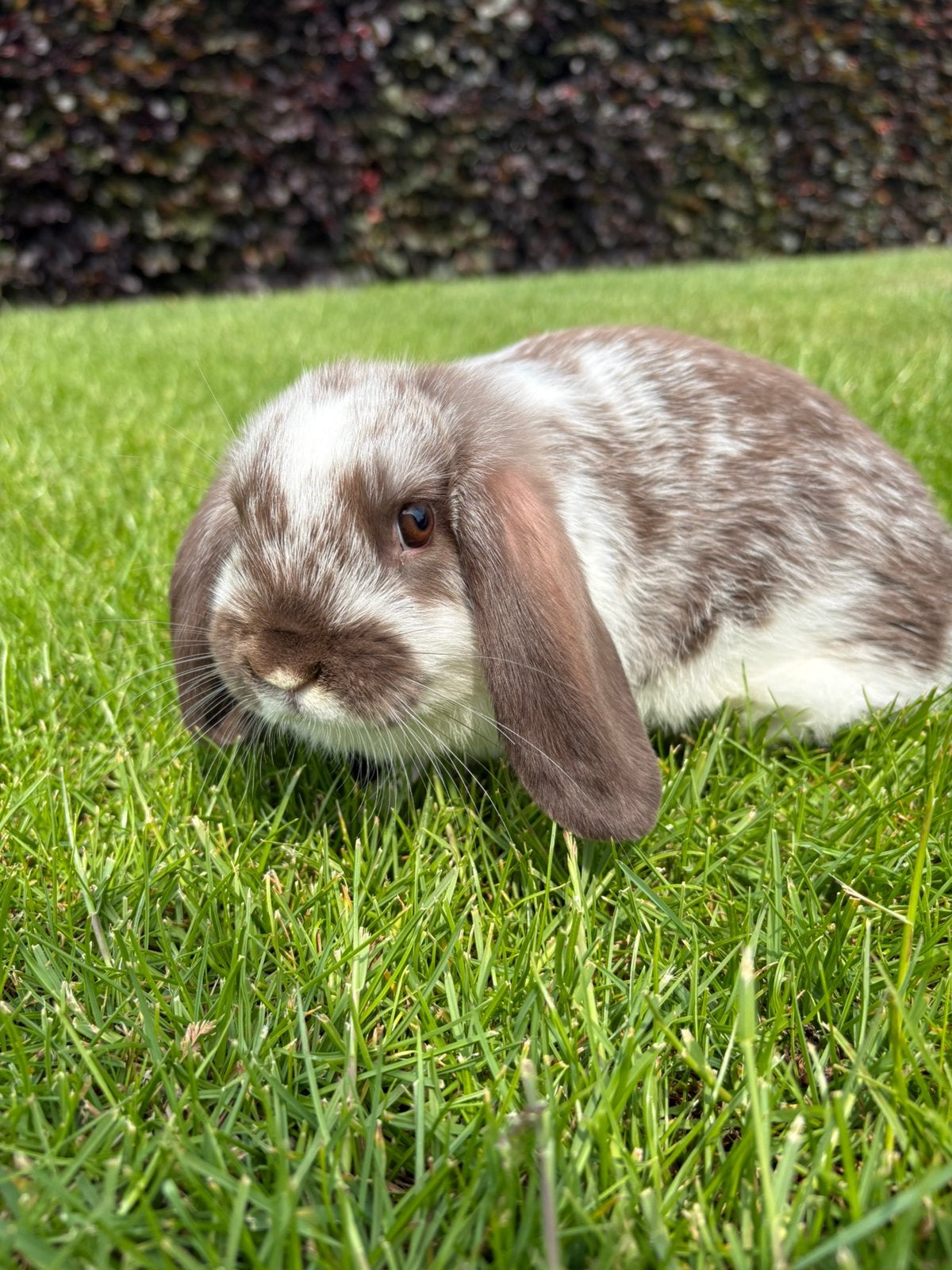 NHD choco bonte ram, Dieren en Toebehoren, Konijnen, Mannelijk, Dwerg, Hangoor, 0 tot 2 jaar