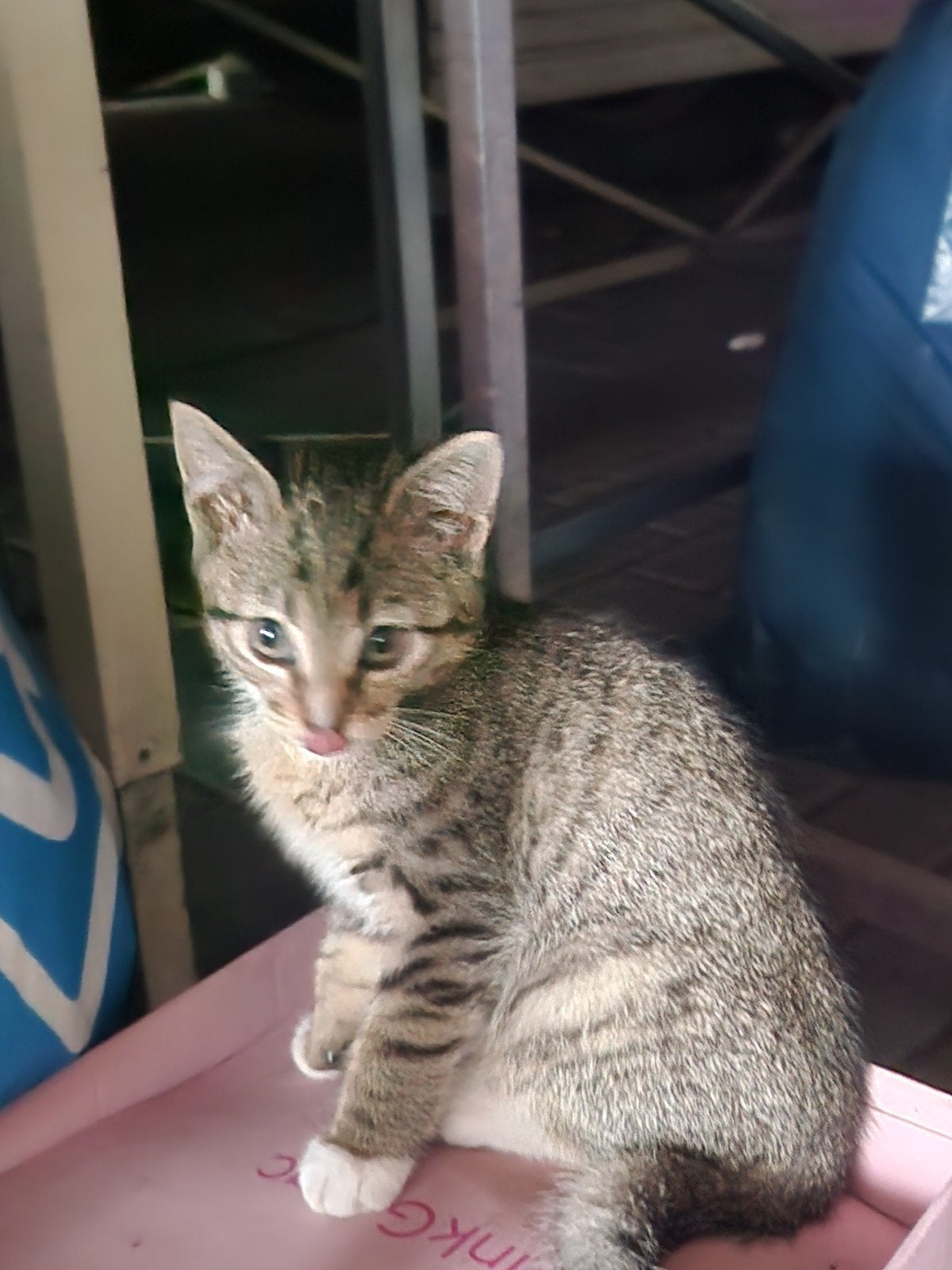 kittens te koop, Geslacht onbekend, Kortharig, 0 tot 2 jaar