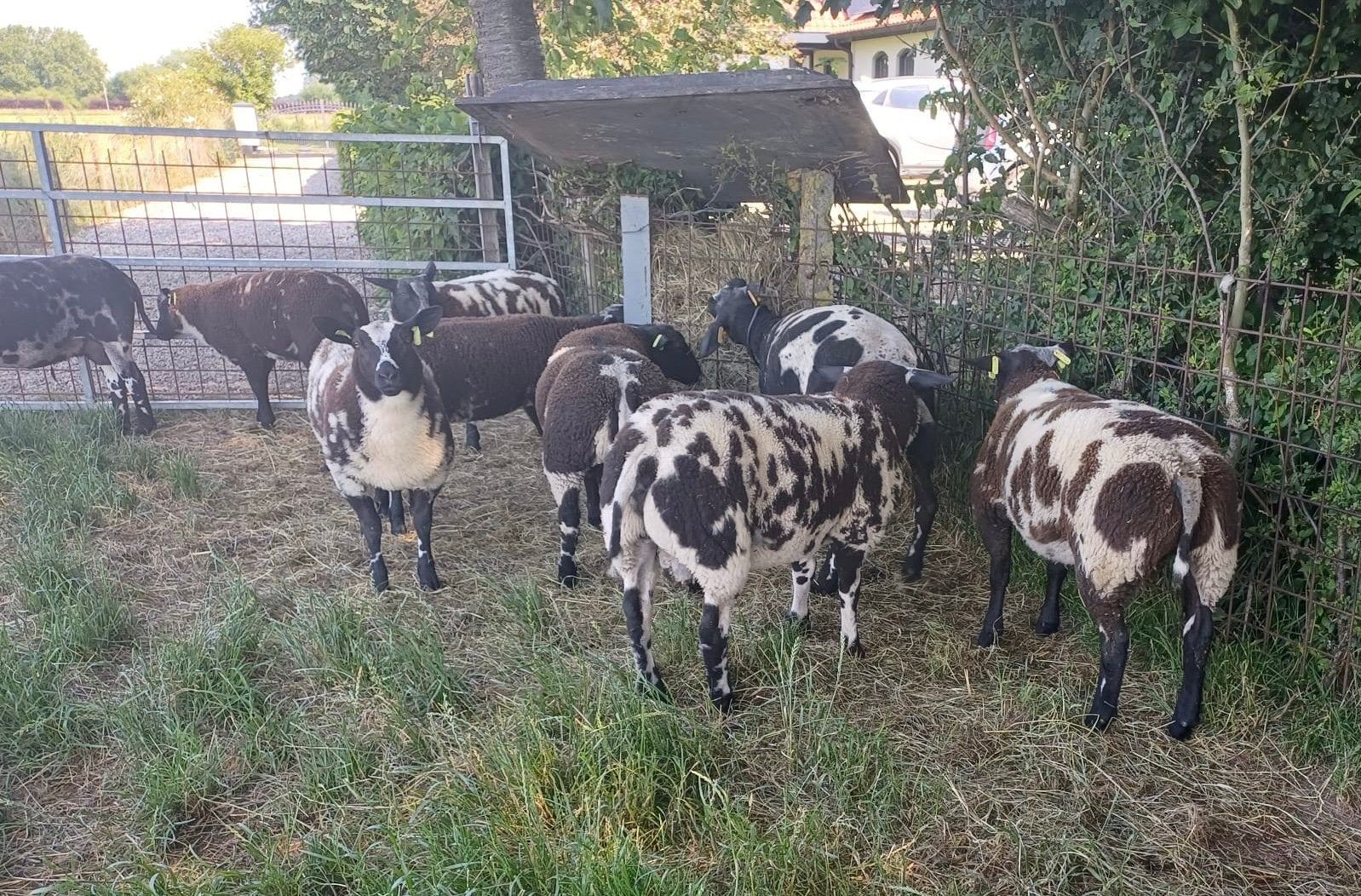 Bonte rammen, Dieren en Toebehoren, Mannelijk, Schaap
