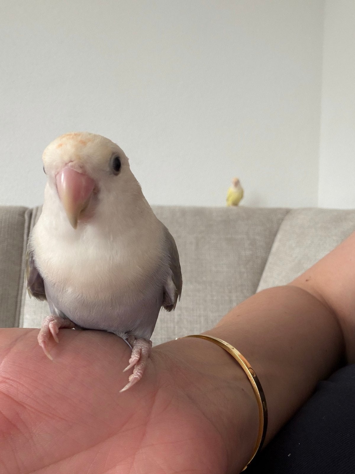 2 lieve Agapornissen zoeken een nieuw thuis, Dieren en Toebehoren, Vogels | Parkieten en Papegaaien, Geslacht onbekend, Dwergpapegaai of Agapornis