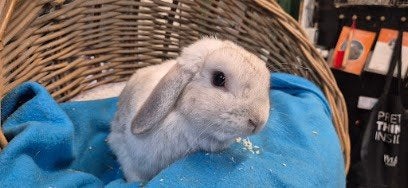 Gecastreerde ram BEANY uit de opvang zoekt een tehuis!, Mannelijk, Dwerg