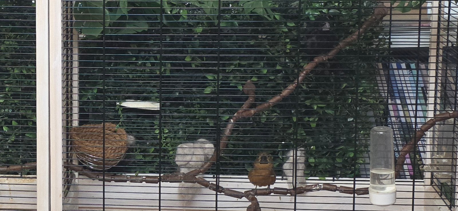 Twatwa's te koop, Dieren en Toebehoren, Vogels | Overige Vogels, Meerdere dieren, Tropenvogel