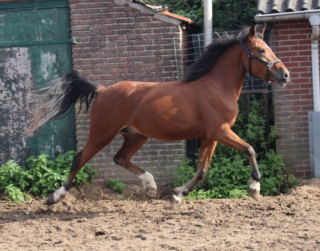 te koop twee betuigde ruinen welsh A en D pony, Ruin, Tuigpony, Gechipt, 3 tot 6 jaar