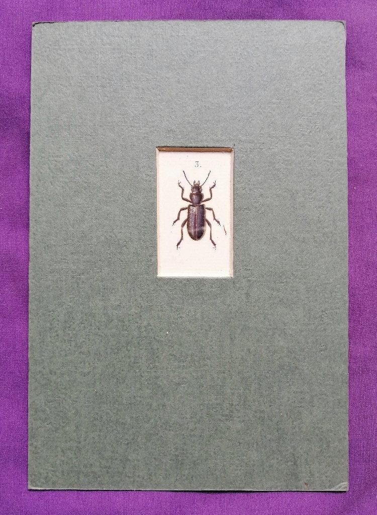Antieke franse kopergravure Insect - Entomologie prent no.2, Gravure, Flora en Fauna, 1700 - 1799, Handgekleurd