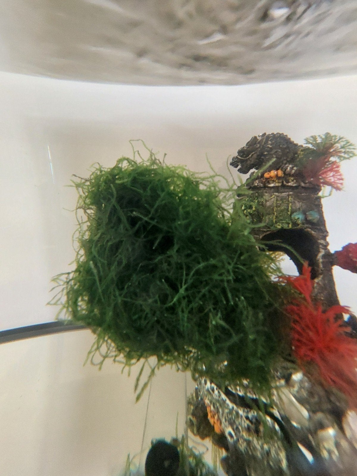 Java mos - aquarium plant, Ophalen of Verzenden, Nieuw, Plant(en), Steen of Hout