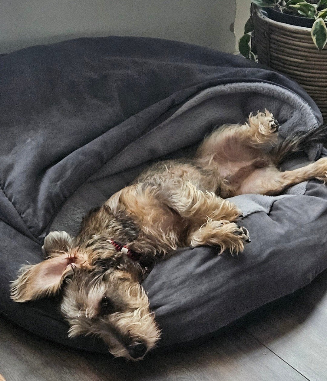 honden iglo, Dieren en Toebehoren, Ophalen of Verzenden, Zo goed als nieuw
