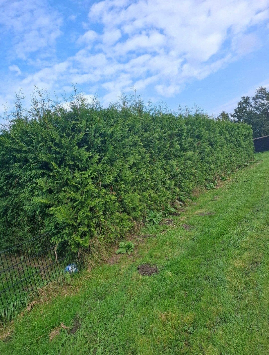 !! MOET WEG !! Thuja Brabant Coniferen, Tuin en Terras, Ophalen, Conifeer, Haag, 100 tot 250 cm