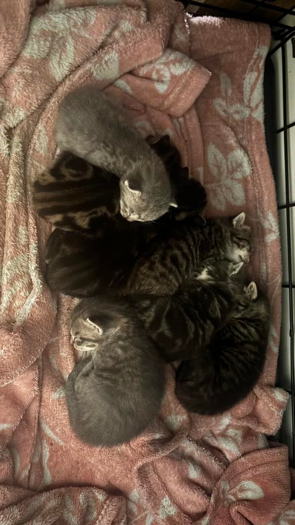 nestje cyperse kittens, Meerdere dieren