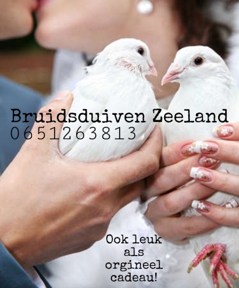 Bruidsduiven, Meerdere dieren, Postduif