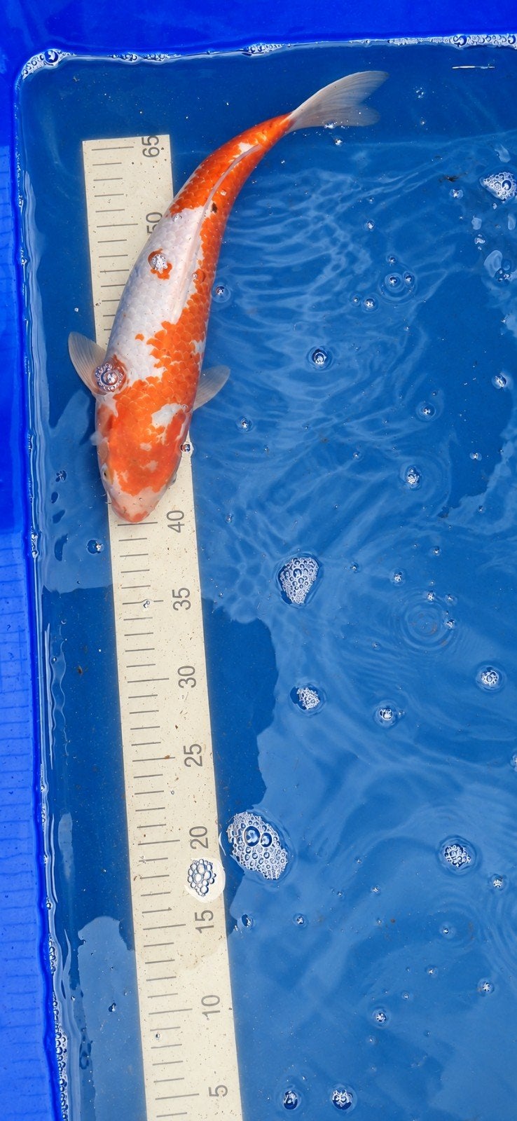 koi 35 cm, Karper of Koi