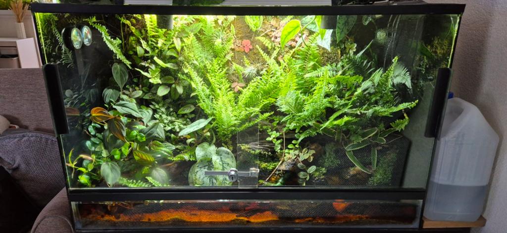 Paludarium/Terrarium planten.€9,95 8 stekken!, Dieren en Toebehoren, Reptielen en Amfibieën | Toebehoren, Ophalen of Verzenden