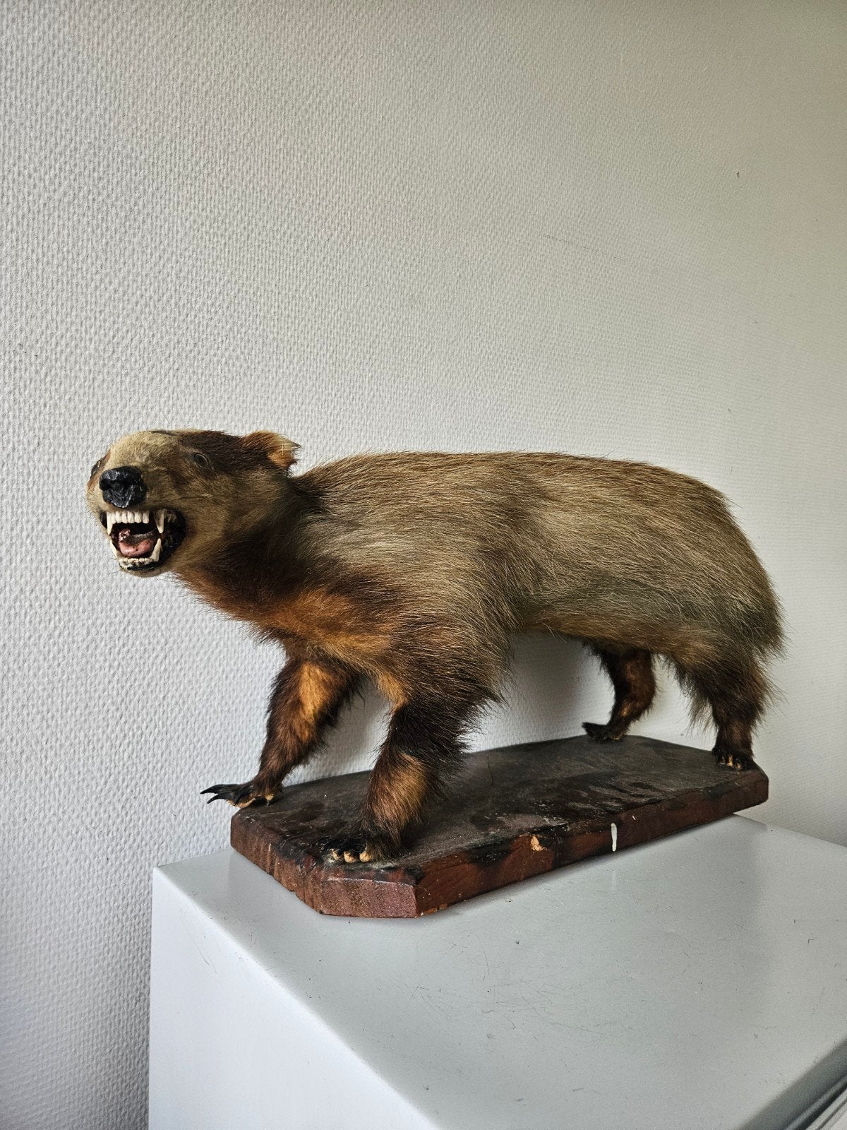 taxidermie Das, Ophalen of Verzenden, Opgezet dier