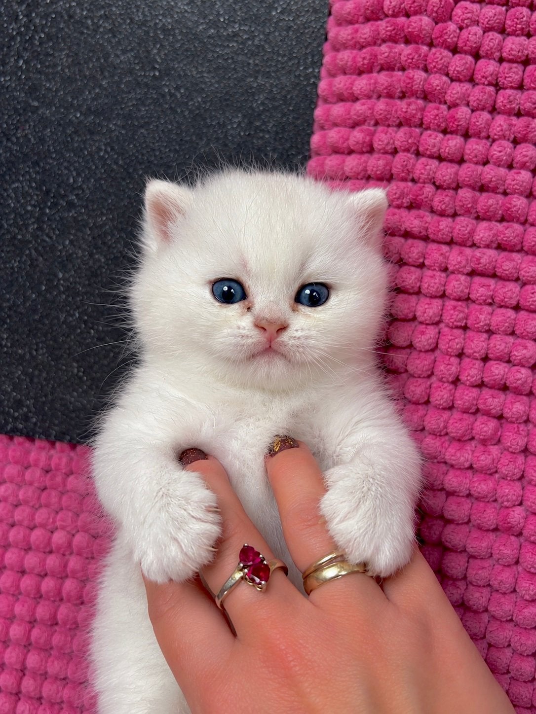 Prachtige Seal Silver Shaded Point kater, Meerdere dieren, Ontwormd