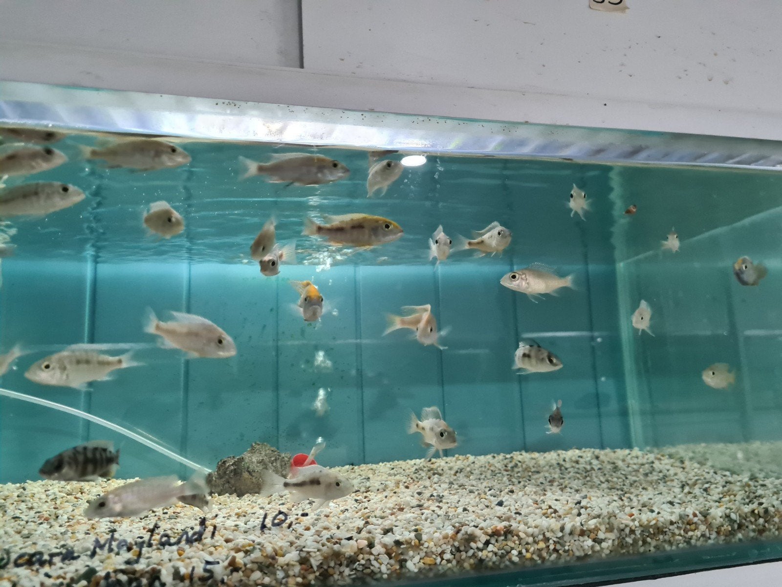 Aulonocara Maylandi Malawi Cichliden, Vis, Zoetwatervis