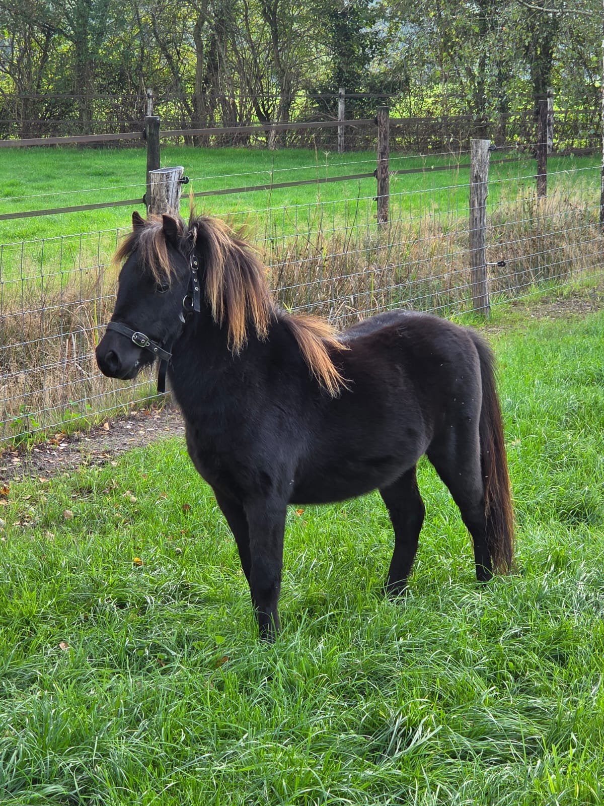 Pony te koop, Hengst, Onbeleerd, A pony (tot 1.17m), 0 tot 2 jaar