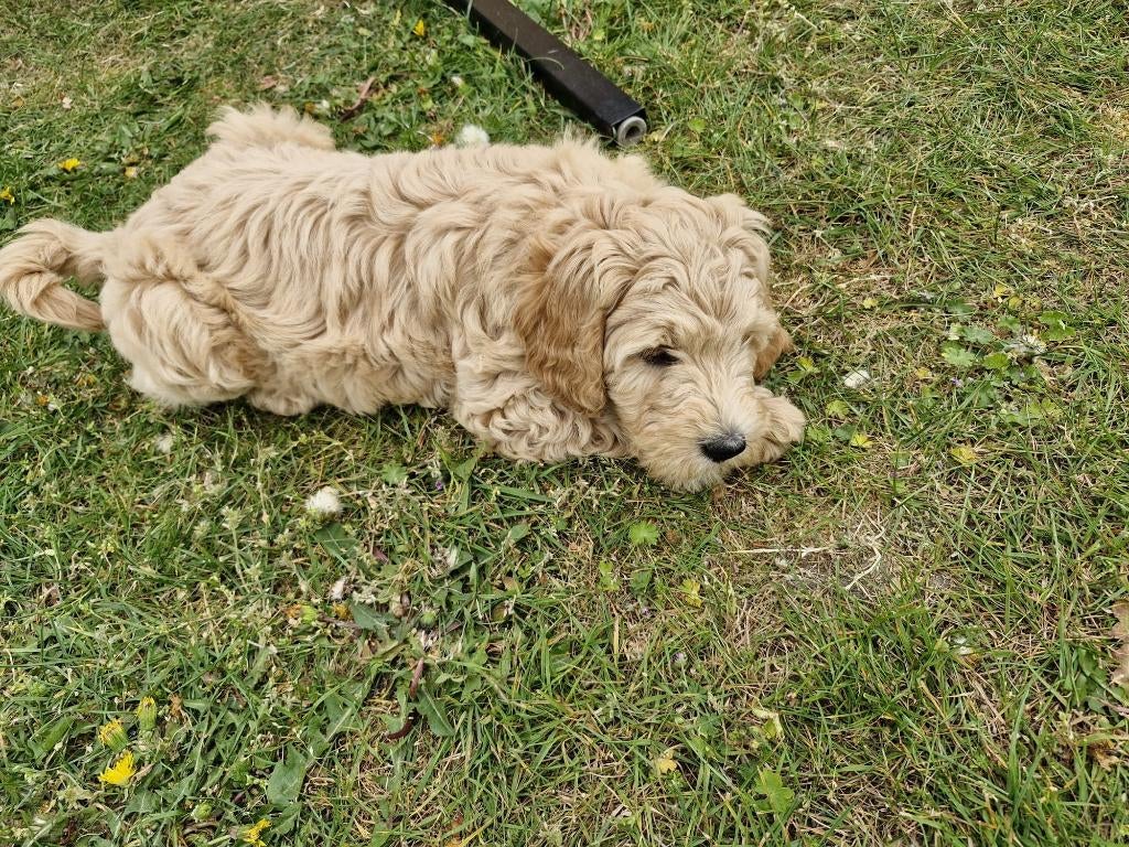 Prachtige Goldendoodle/Labradoodle Teefje te koop, Parvo, Overige rassen, 8 tot 15 weken, Meerdere