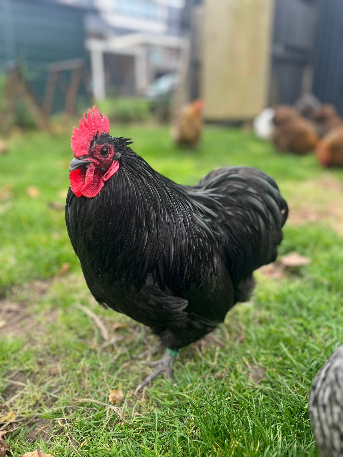 Orpington kriel haan, Dieren en Toebehoren, Mannelijk, Kip