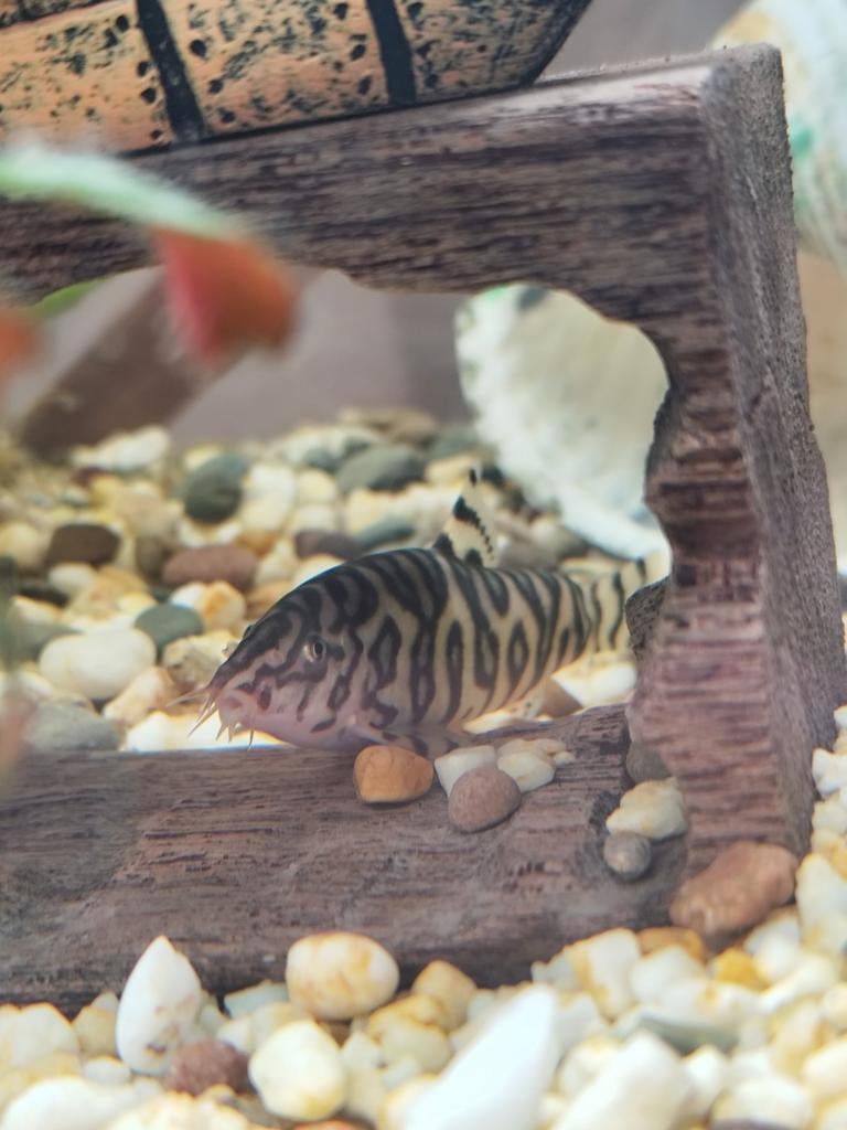 2x Botia lohachata, Dieren en Toebehoren