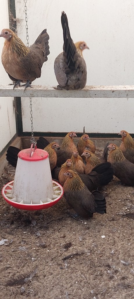 Hollanse krielen, patrijs, Meerdere dieren, Kip