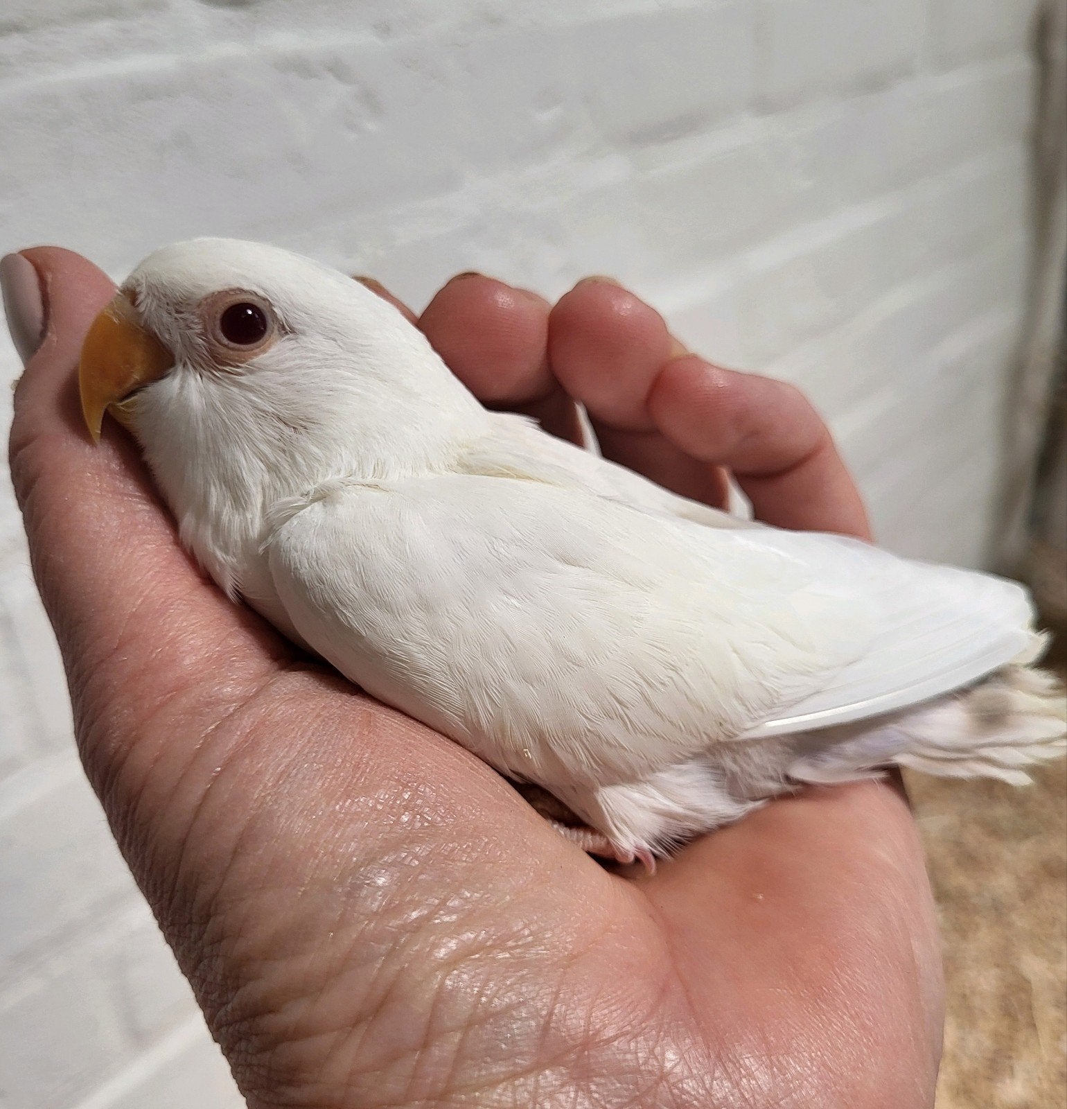 Jonge agapornis roseicollis wit pallid ino man met dna, Dieren en Toebehoren, Vogels | Parkieten en Papegaaien, Mannelijk, Dwergpapegaai of Agapornis