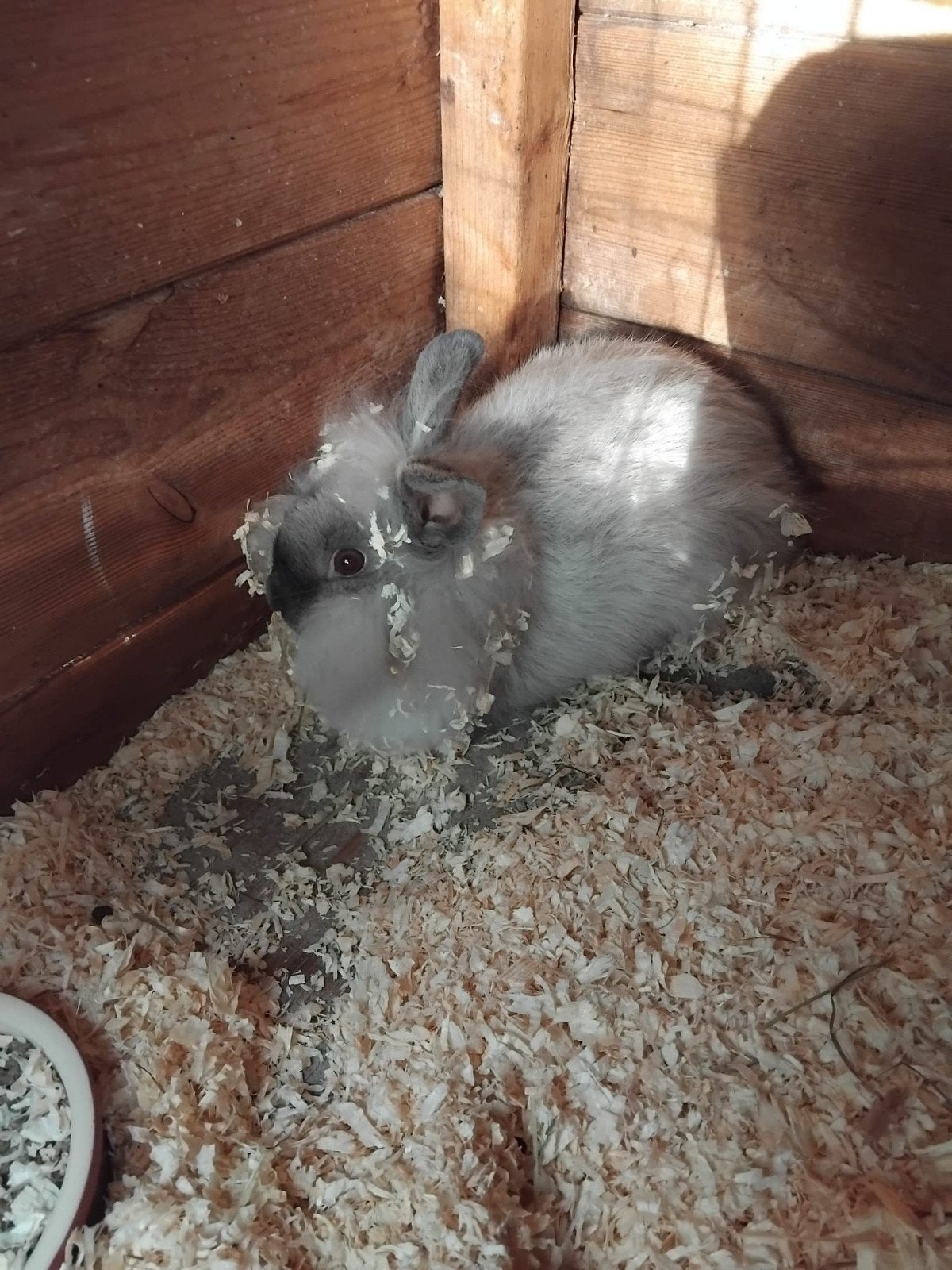 te koop  teddy dwerg voedster 16 week oud, Dieren en Toebehoren, Konijnen, Vrouwelijk, Dwerg