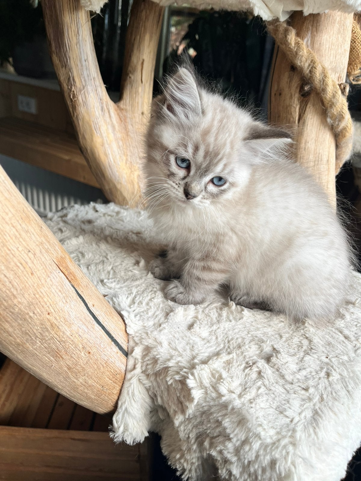 Zuivere Ragdoll kittens, Meerdere dieren, Gechipt, 0 tot 2 jaar
