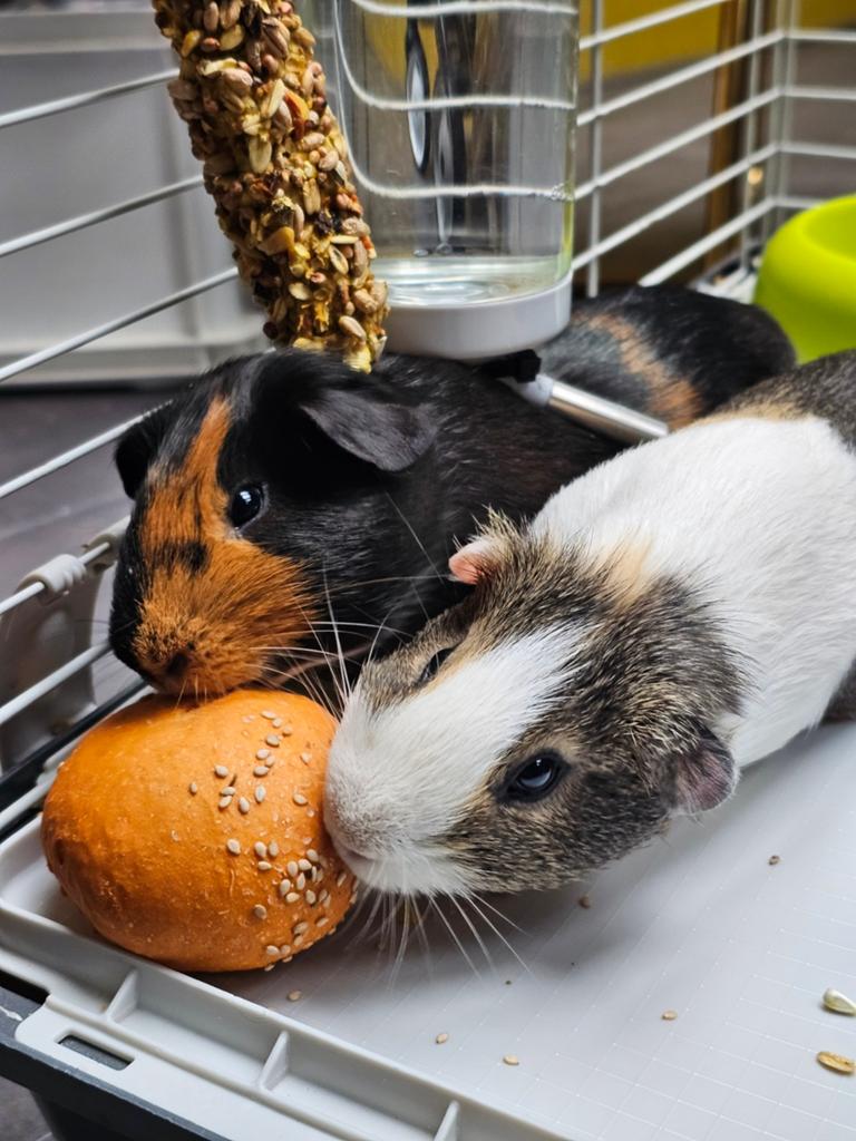 Cavia’s zoeken een nieuw thuis, Dieren en Toebehoren, Knaagdieren, Februari, Mannelijk, Cavia