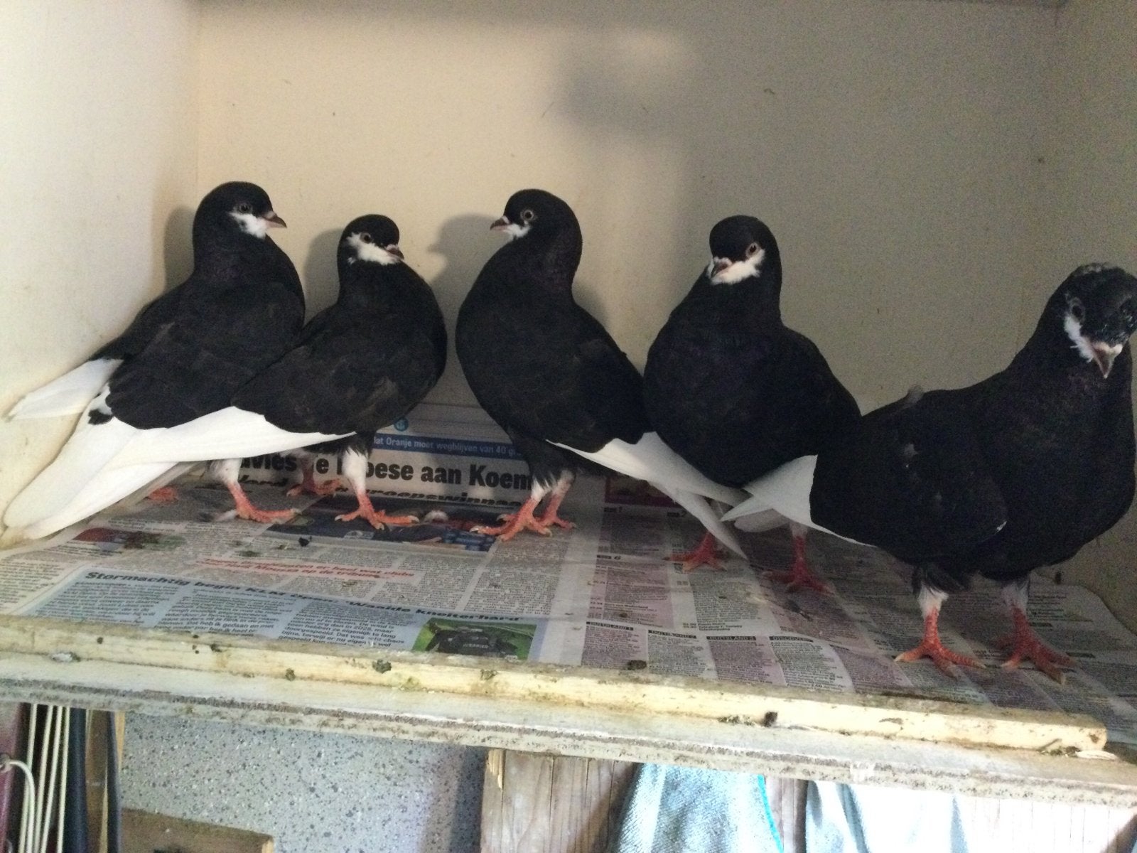 Duiven te koop, Dieren en Toebehoren, Meerdere dieren, Tuimelaar of Roller