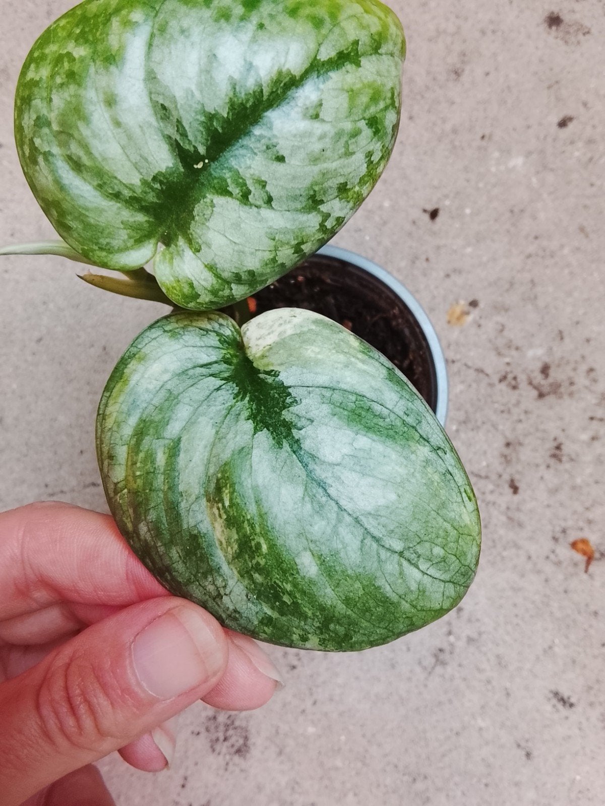 Scindapsus Silver Dark Cloud Variegata plantje, Ophalen of Verzenden, Halfschaduw, Minder dan 100 cm