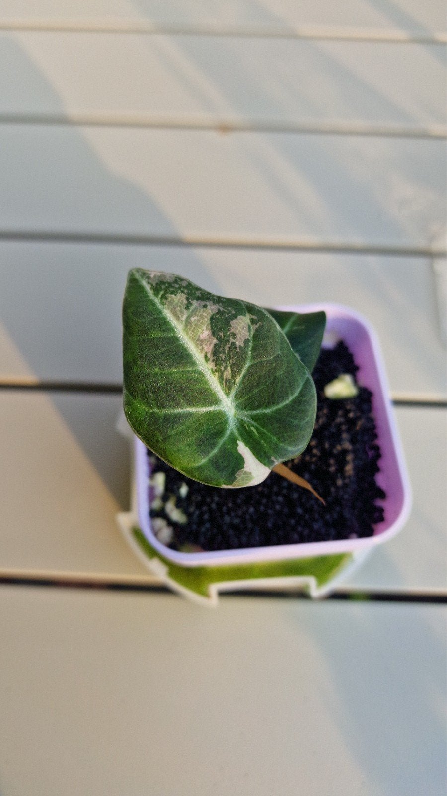 Alocasia Black Velvet Pink variegated, Ophalen, Halfschaduw, Minder dan 100 cm