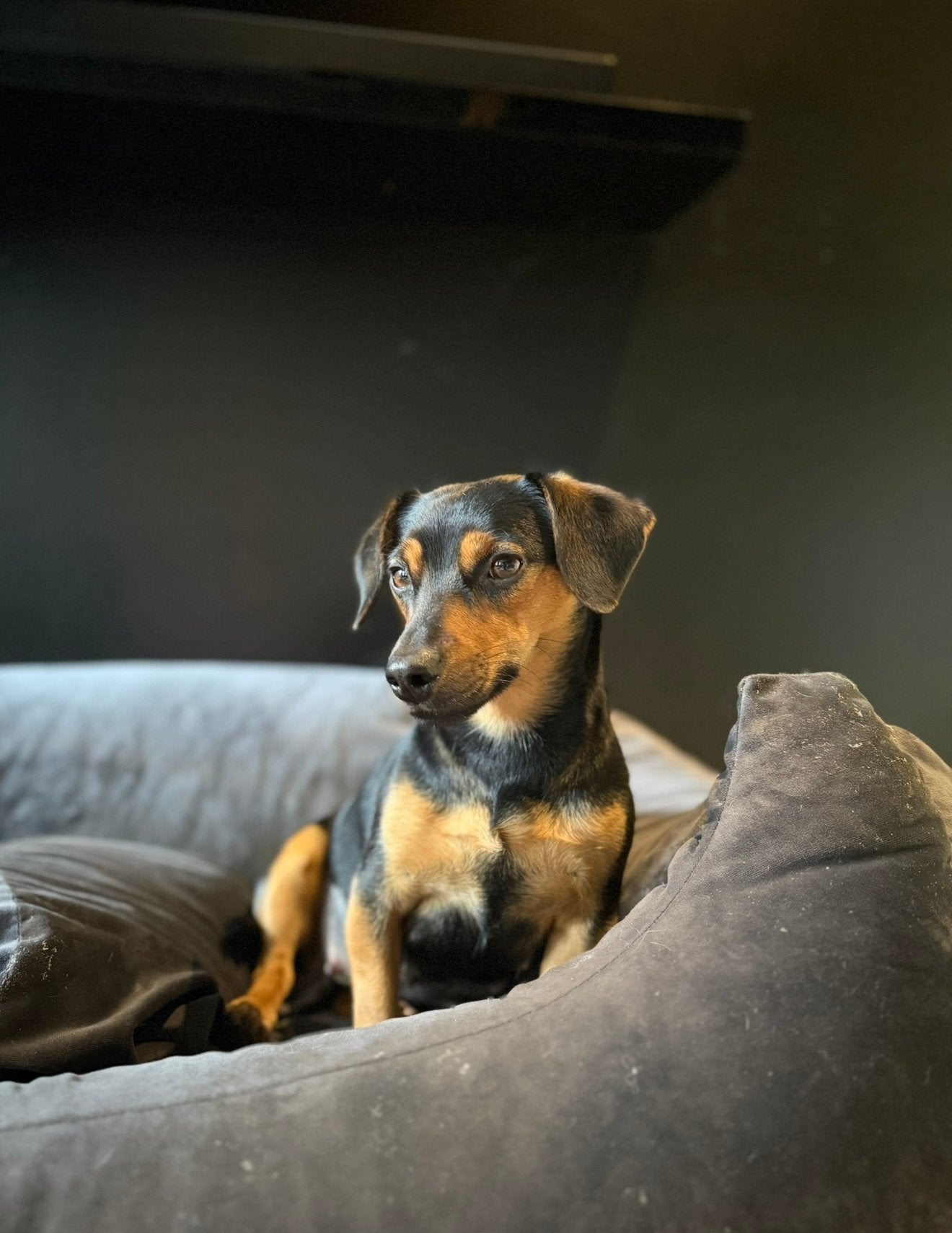 Jack russel pups Black and Tan, Dieren en Toebehoren, Jack Russell Terriër, 8 tot 15 weken, Meerdere, Meerdere dieren