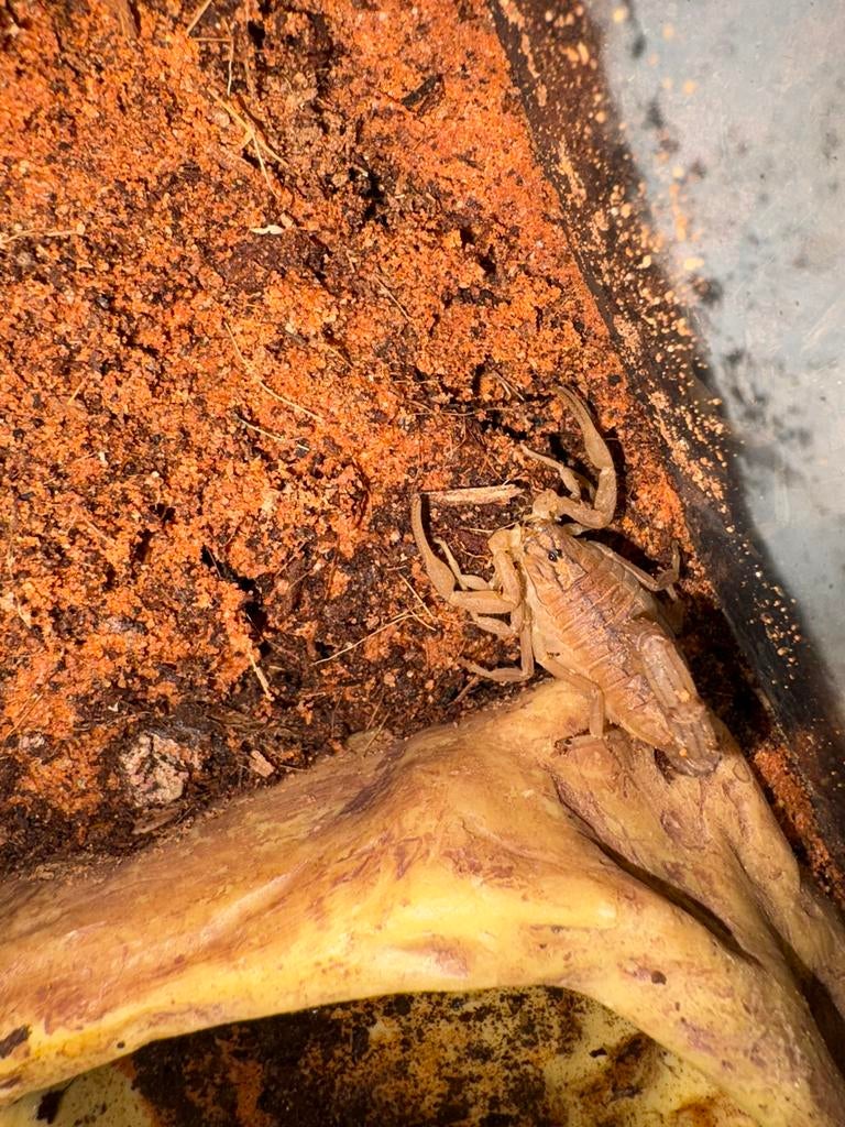 Diverse spinnen en schorpioenen te koop, Dieren en Toebehoren, Insecten en Spinnen, Spin of Schorpioen