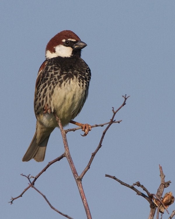 Spaanse mus, Dieren en Toebehoren, Mannelijk, Wildzangvogel, Geringd