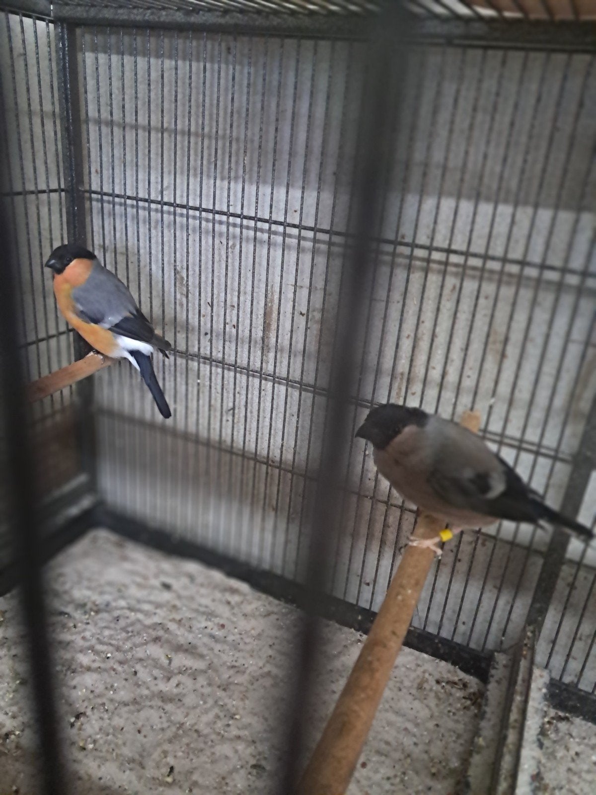 Noorse goudvinken, Dieren en Toebehoren, Meerdere dieren, Wildzangvogel
