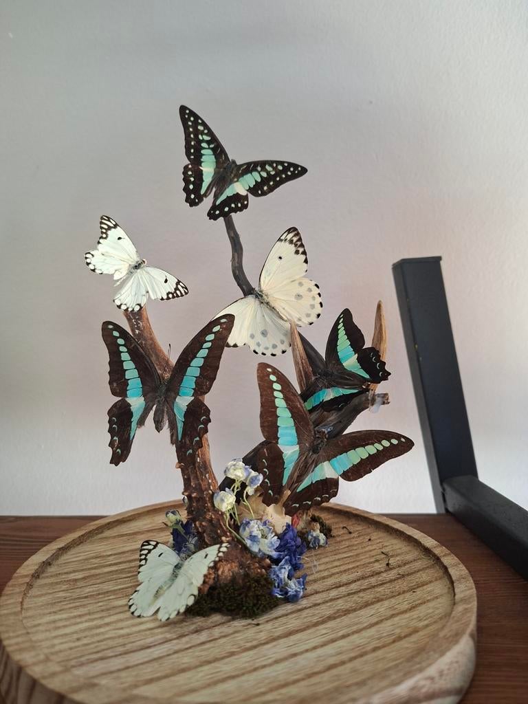 Vlinders onder stolp - Decoratieve insecten display, Ophalen of Verzenden