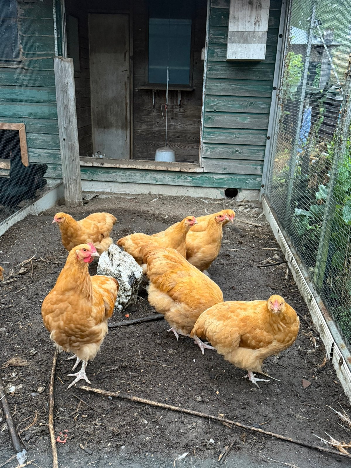 Orpington buff groot te koop 3 hennen en 1 haan, Meerdere dieren, Kip
