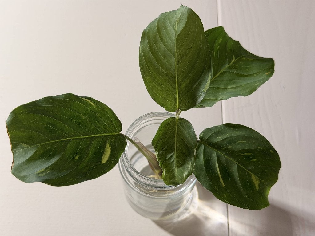 Calathea stekje, Ophalen, Overige soorten, Halfschaduw, Minder dan 100 cm