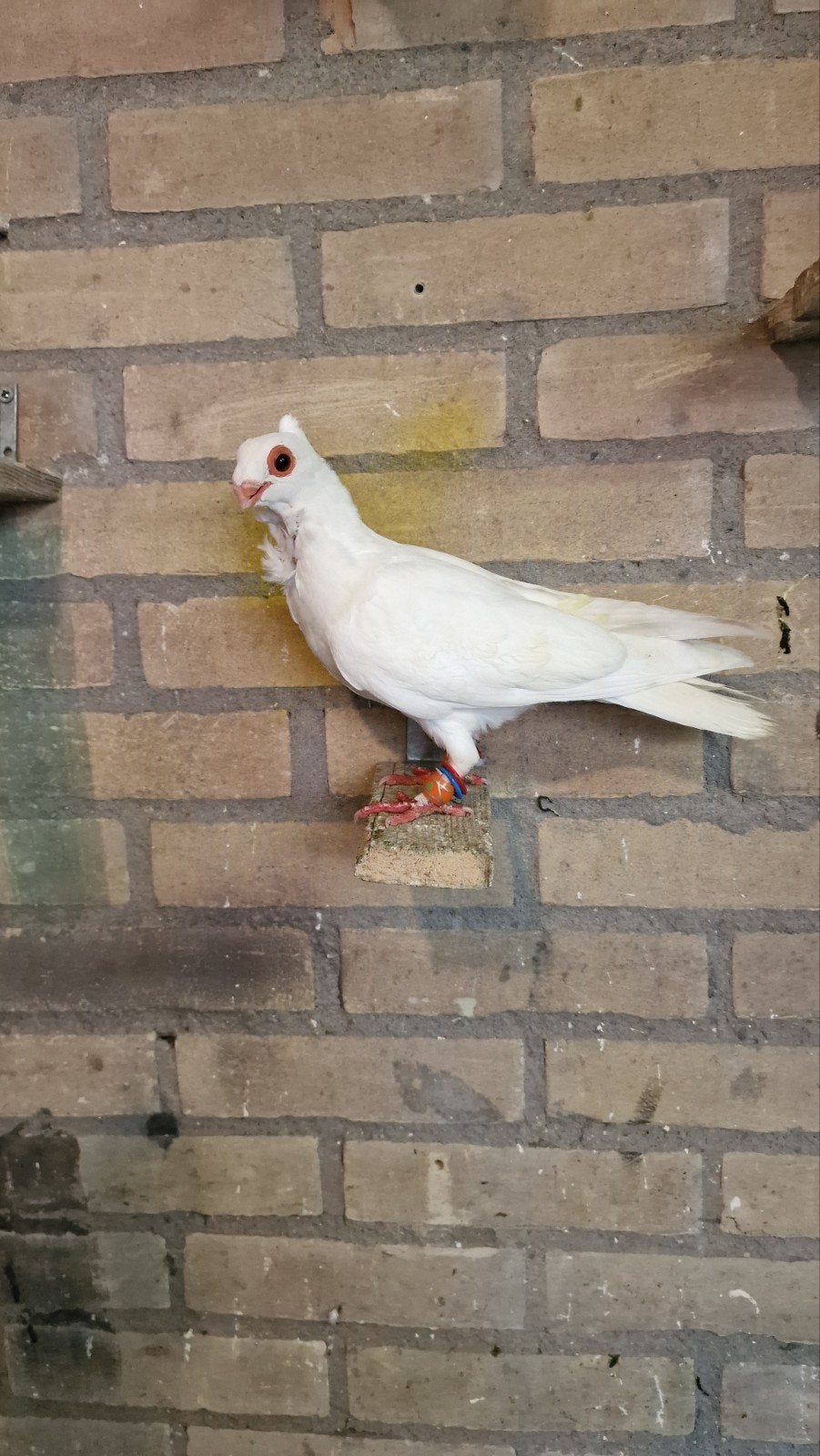 Duif oosterse meeuw, Dieren en Toebehoren, Vogels | Duiven, Mannelijk
