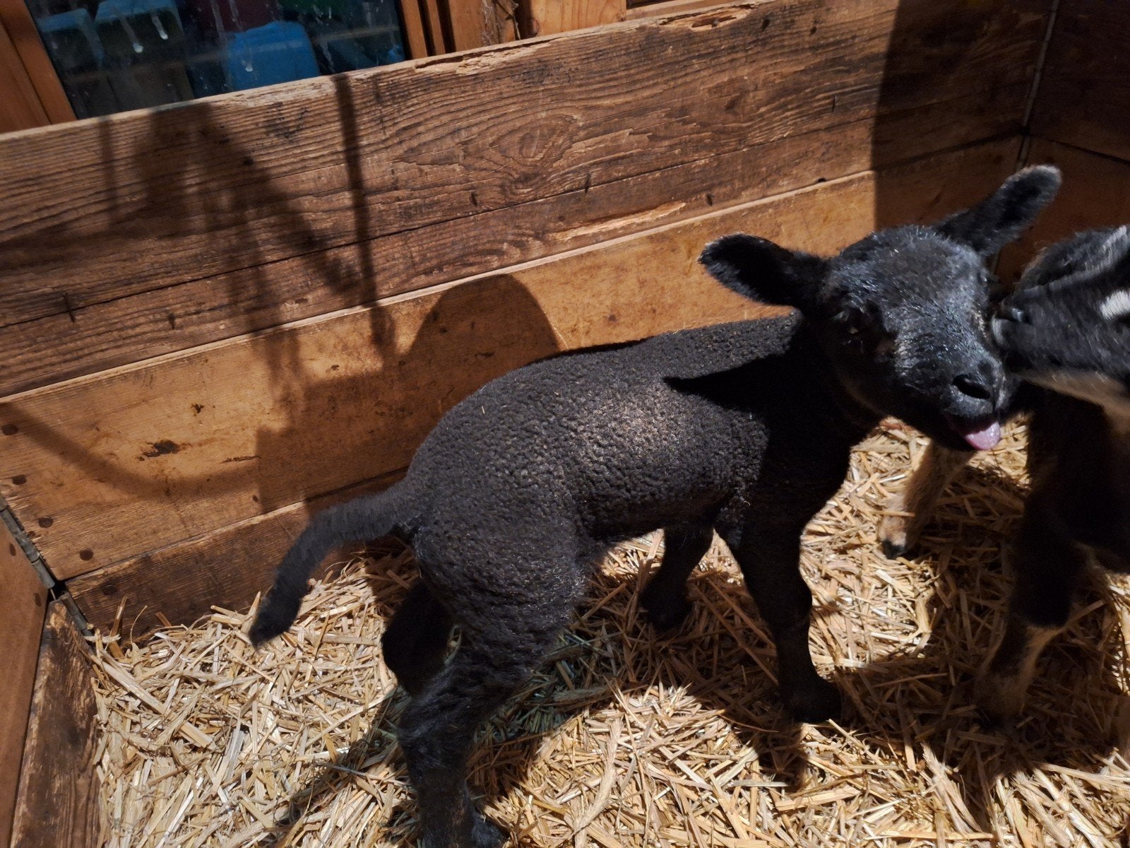 Zwart leplam/fleslam ram, Dieren en Toebehoren, Schapen, Geiten en Varkens, Mannelijk, Schaap, 0 tot 2 jaar