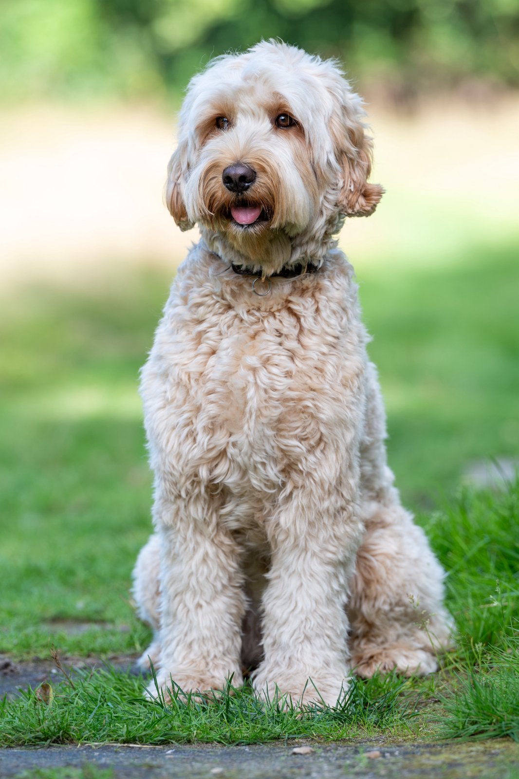 Nest Labradoodle pups – november 2026, Overige rassen, 8 tot 15 weken, Meerdere, Meerdere dieren