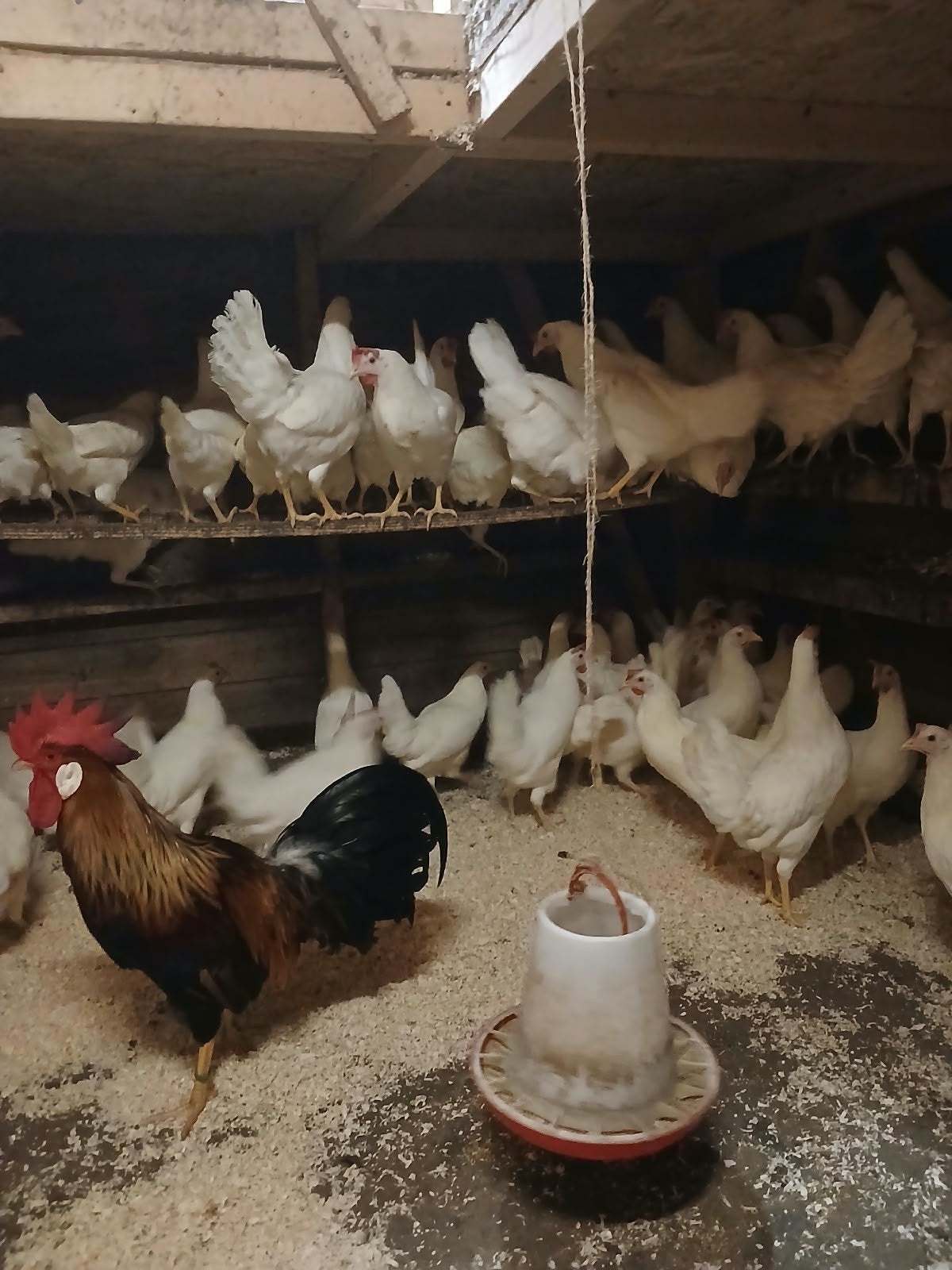 leghennen , witte leghorn, legkippen, Dieren en Toebehoren, Vrouwelijk