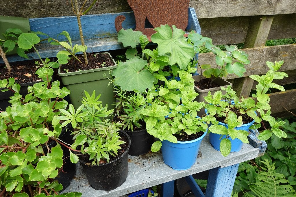 tuinplanten pakket 20 euro, Vaste plant, Halfschaduw, Lente, Ophalen