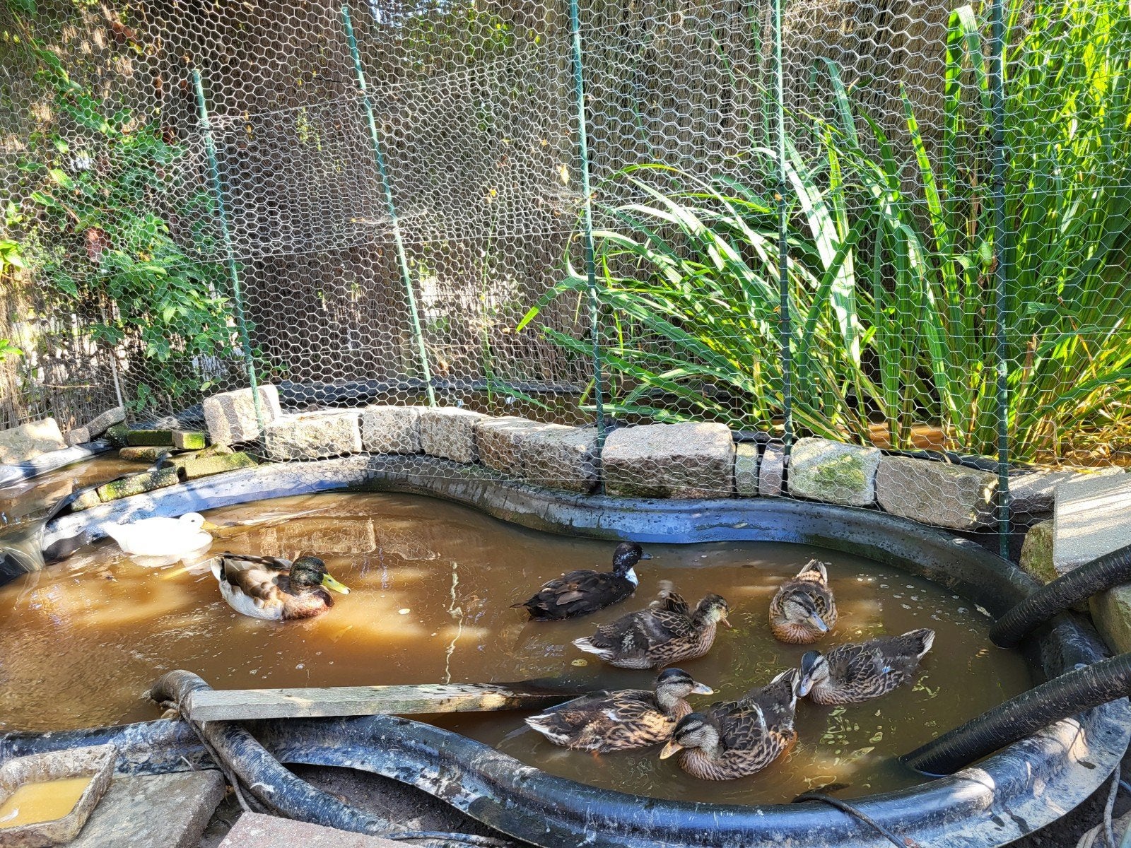Eenden pulletjes te koop kruising hollandse kwaker, Dieren en Toebehoren, Geslacht onbekend, Eend