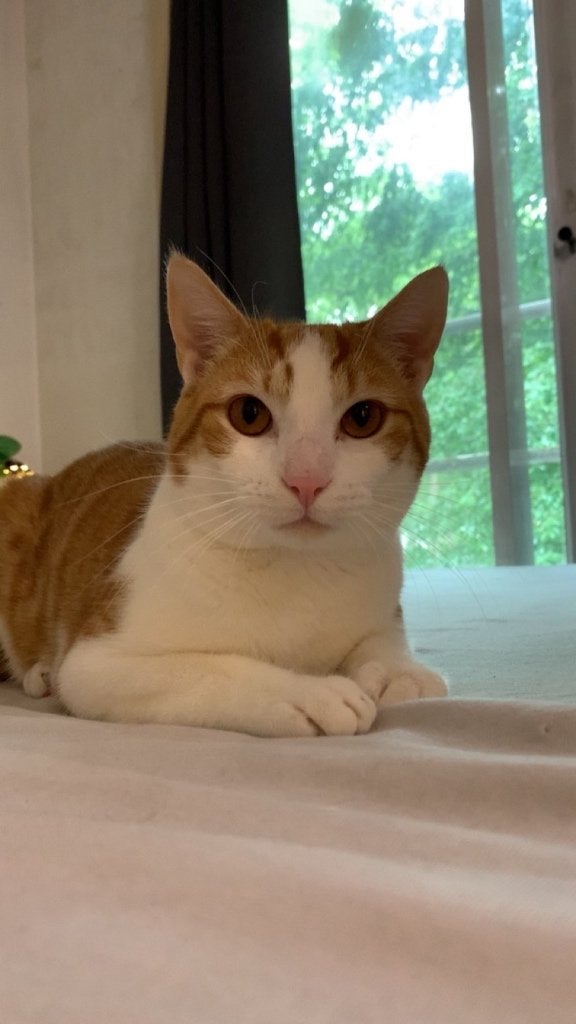 Ros-witte kater (18/07/2025), Kater