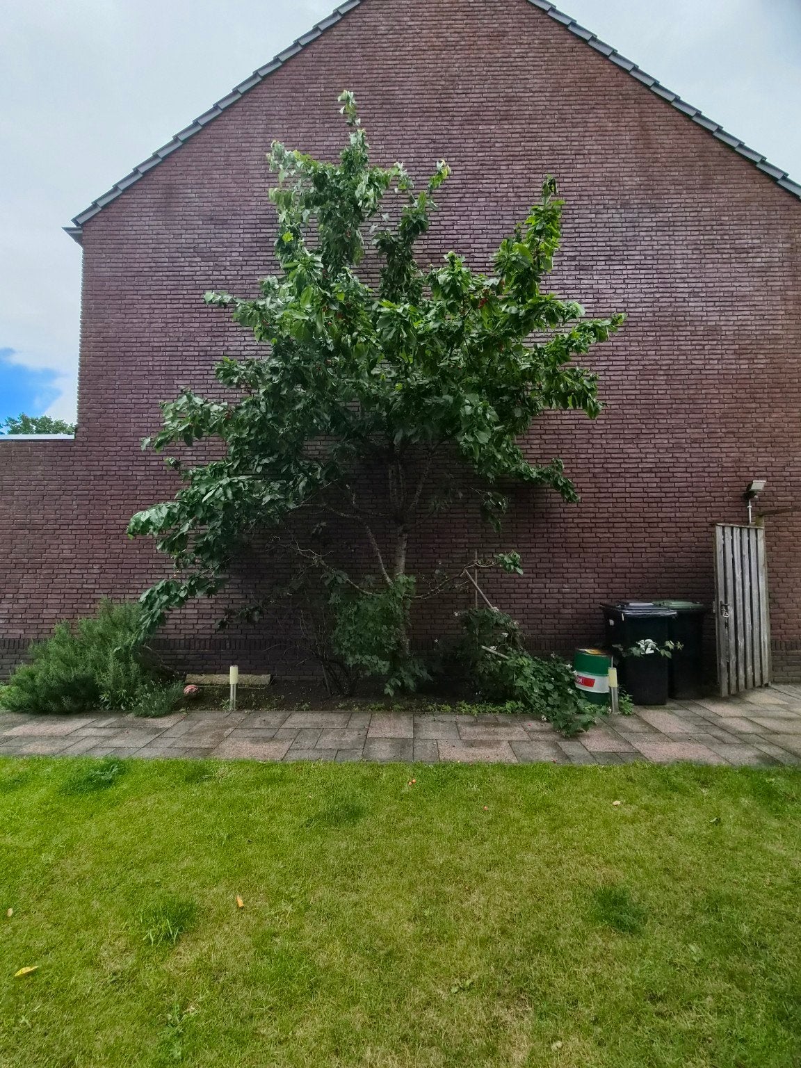 Grote kersenboom te koop – zelf uitgraven, Tuin en Terras, Planten | Bomen, Ophalen, Volle zon, Overige soorten